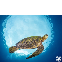 گونه لاکپشت سبز Green Sea Turtle